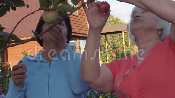 一位年长的花园妇女在夏日的水果园收获成熟的苹果视频的预览图