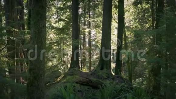 漫步在阳光明媚的森林中视频的预览图