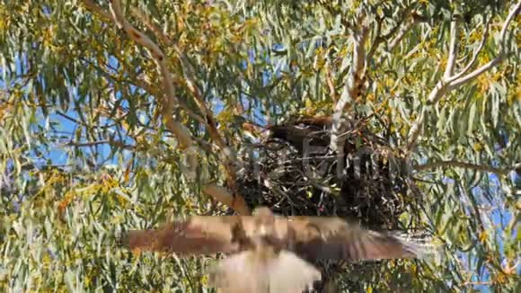 吹口哨的风筝带着食物回到巢里视频的预览图