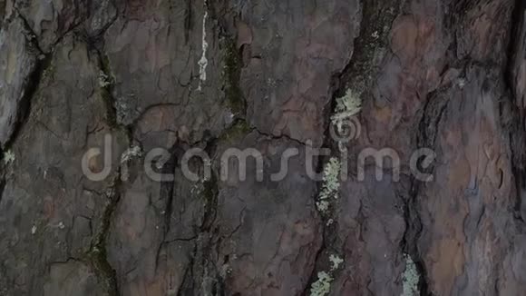 森林中带有褐色浮雕树皮的松树树干的特写视频的预览图