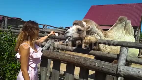 美丽的女孩用手喂骆驼用手喂骆驼视频的预览图