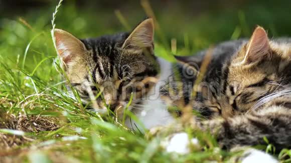两只可爱的小猫躺着在夏天的草地上缓慢地睡觉视频的预览图