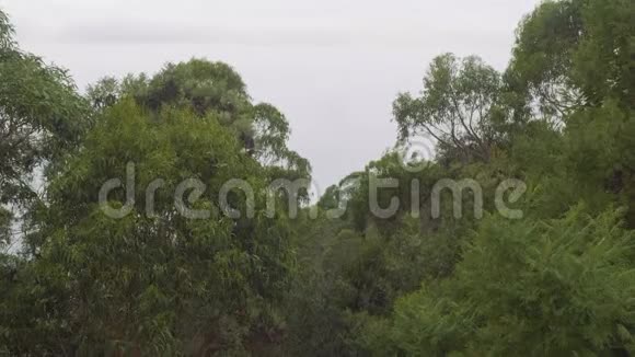 雨中海角的景色和树木视频的预览图