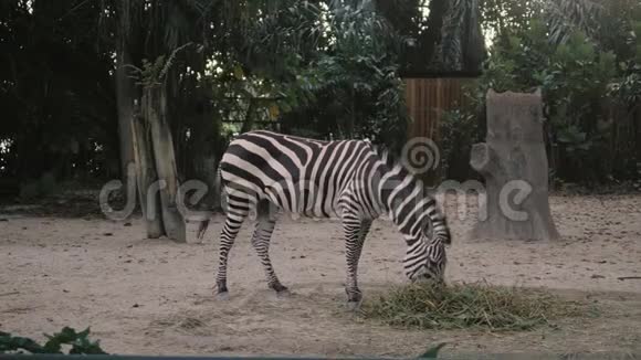 动物园里的斑马动物园里的非洲斑马在4K内吃东西摇尾巴视频的预览图