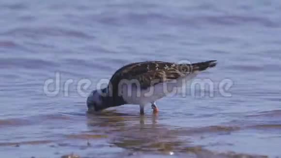 夏天的羽毛中鸟儿在浅水中漫步寻找食物吃它视频的预览图