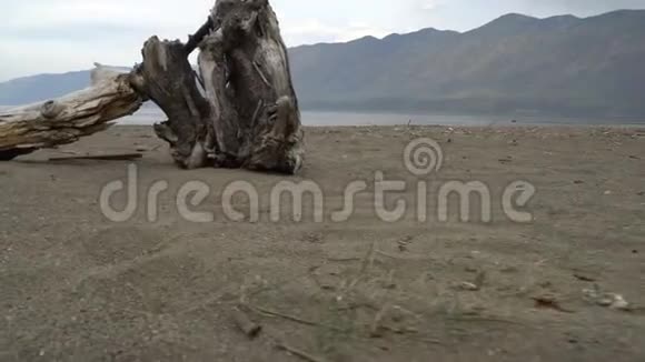 古老的树干在宽阔的河边的沙滩上背景是森林和山脉视频的预览图