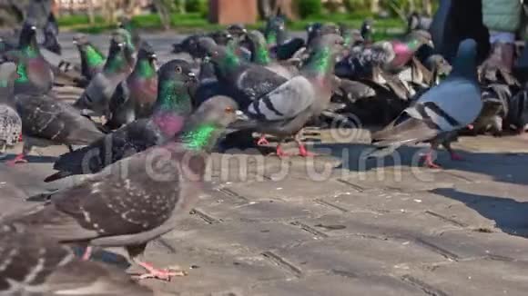 地面lwvwl拍摄的城市鸽子群由公园里的女人喂食视频的预览图