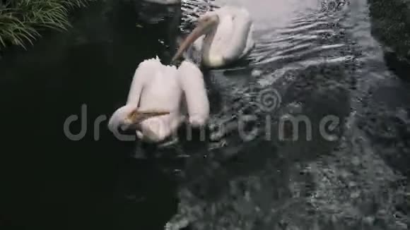 美丽的大白鹈鹕在4K的小池塘里游泳视频的预览图