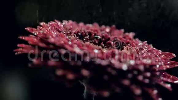 特写侧景红秋花转水滴视频的预览图