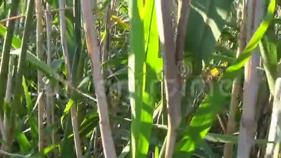 日光下池塘背景下的绿芦苇视频的预览图