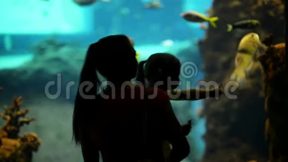 家庭剪影女儿和母亲兴奋地看海豚在水族馆水下游泳视频的预览图