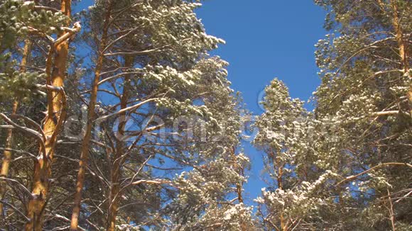 晴天的森林里冬天的松树覆盖着蓝天背景的雪视频的预览图