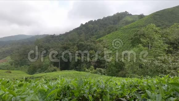一座覆盖着茶园的小山上的景色视频的预览图