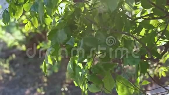 树叶随风移动的核桃树太阳耀斑视频的预览图