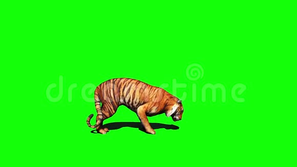 绿色屏幕上的虎猫视频的预览图