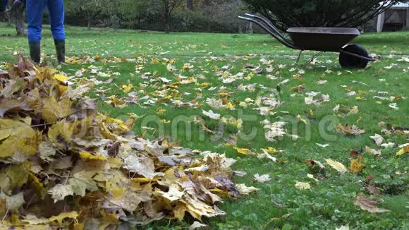 秋季男工在花园里耙干枫叶4K视频的预览图