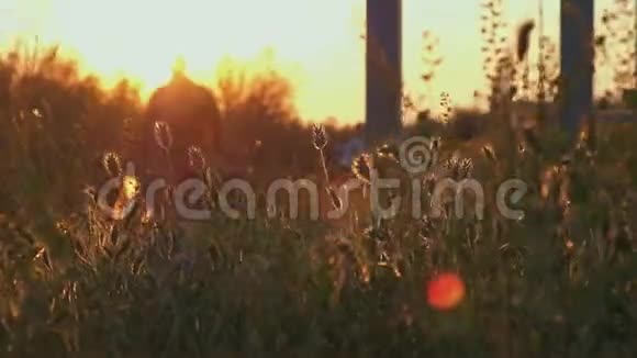 游客在夕阳下漫步在风中飞舞的野草中徜徉视频的预览图