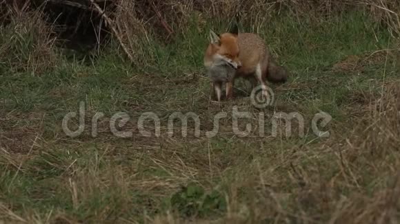 一只美丽的野生红狐狸外阴在灌木丛的边缘觅食视频的预览图