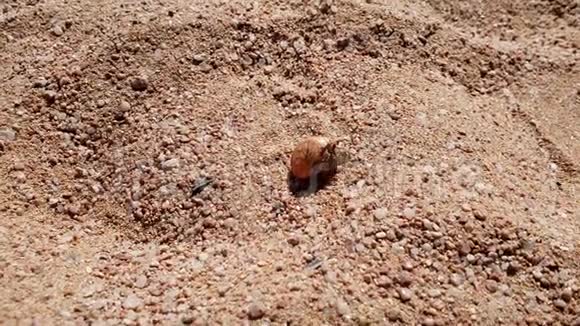 特写4k小螃蟹爬在海边的热沙上的镜头视频的预览图