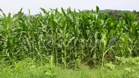 在玉米植株之间吹风视频的预览图