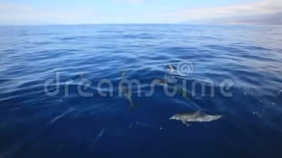 海豚在传统旅游船附近游泳的景色西班牙特内里费视频的预览图