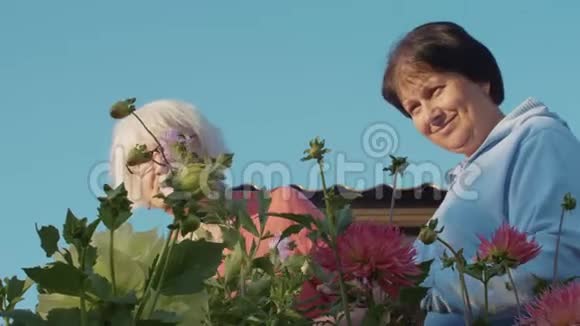 两个女高级园丁在看美丽的粉红色花朵视频的预览图