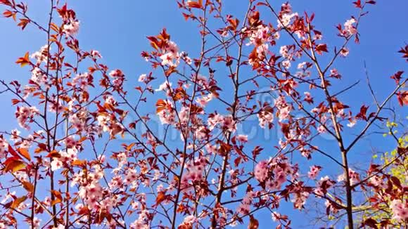 樱枝摇曳在风中特写日本春季视频的预览图
