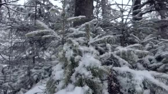 厚厚的云杉枝在邋遢的喀尔巴阡山上布满了闪亮的雪视频的预览图
