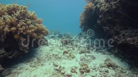 多彩鱼在海底的热带珊瑚礁上游泳水下观赏珊瑚礁和游动的热带鱼视频的预览图