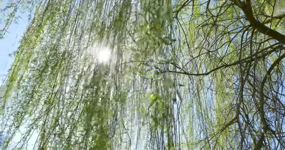 抬头望着柳树的顶端在蓝天下视频的预览图