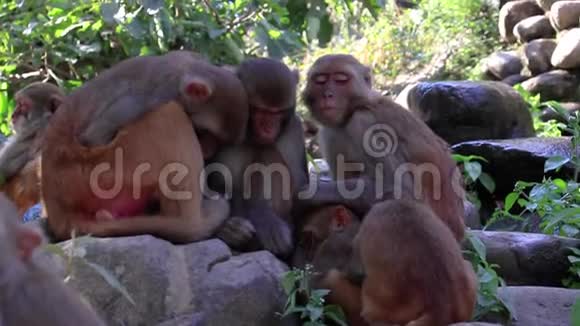 一群猴子一起渗水视频的预览图