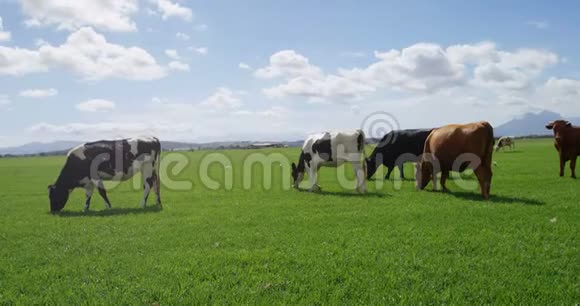农场里的牛群放牧4K视频的预览图