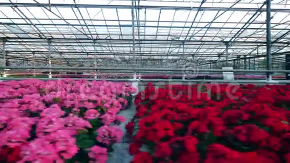宽敞的温室有许多美丽的花朵视频的预览图