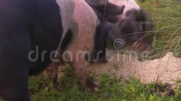 吃猪以草为食视频的预览图