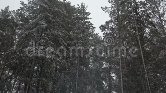 白雪皑皑的冬林视频的预览图