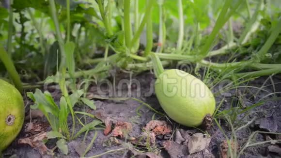 绿色南瓜蔬菜视频的预览图