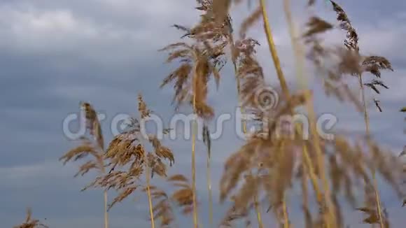 干燥的芦苇在河边阴天随风摇曳视频的预览图