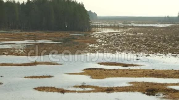 立陶宛Cepkeliai保护区沼泽田全景视频的预览图