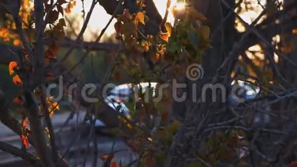 太阳在日落时分在树枝上闪烁视频的预览图