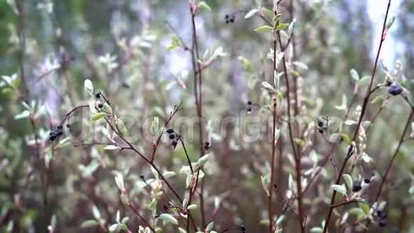 薄枝的鸟樱桃干果实和水滴在它们上摇摆在轻风在森林中视频的预览图