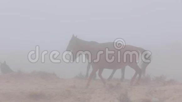 马跑进雾里慢动作视频的预览图
