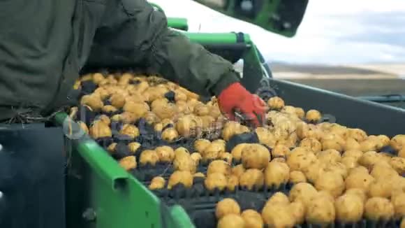 农夫用土豆从传送带上取出棍子关上视频的预览图