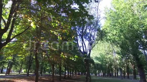 莫斯科市区夏季公园视频的预览图