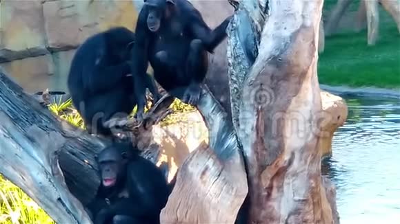 一群黑猩猩在树上休息黑猩猩又一次视频的预览图