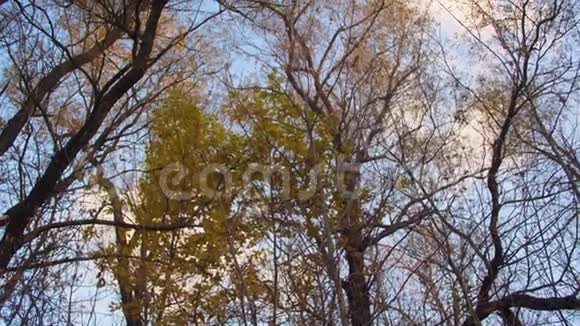秋天公园里枫叶和柳树的黄叶在树枝上摇曳美丽的蓝天和树上的云彩视频的预览图