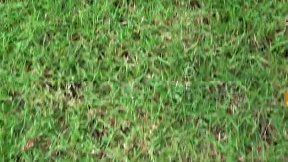 夏季有纹理的绿草草地具有俯视野外自然草坪行走运动背景视频的预览图