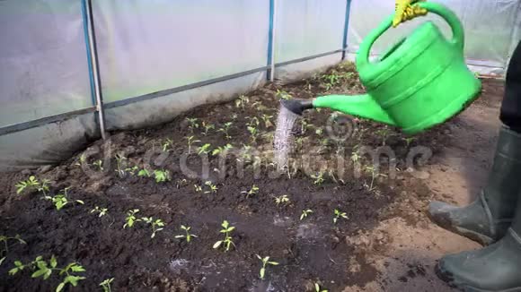 农民在春季温室用浇水罐浇水番茄幼苗农业视频的预览图