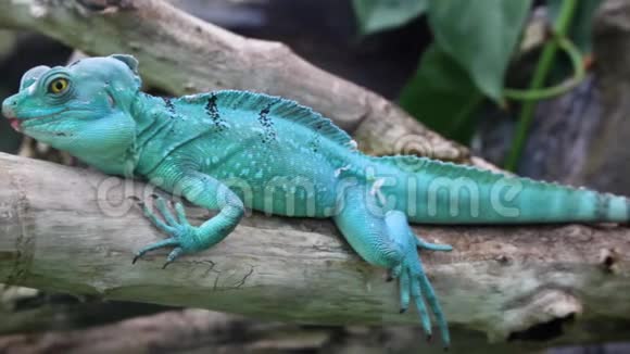 蓝绿色鬣蜥在动物园休息视频的预览图