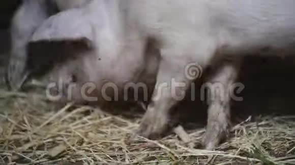 小猪在农场里谷仓里有很多小猪视频的预览图