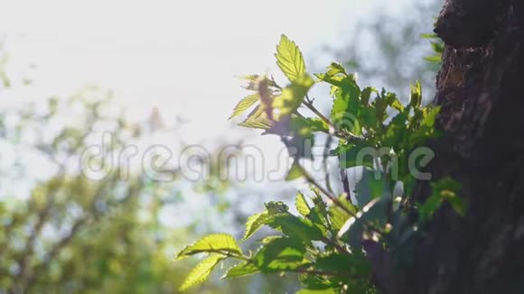 一棵榆树在天空和闪烁的太阳前长出嫩绿的嫩枝视频的预览图